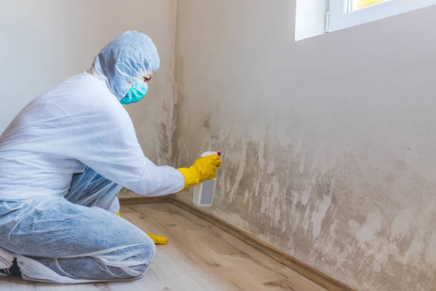 Licensed Basement Mold Remediation service in Clearfield, PA - WQB Mold Removal