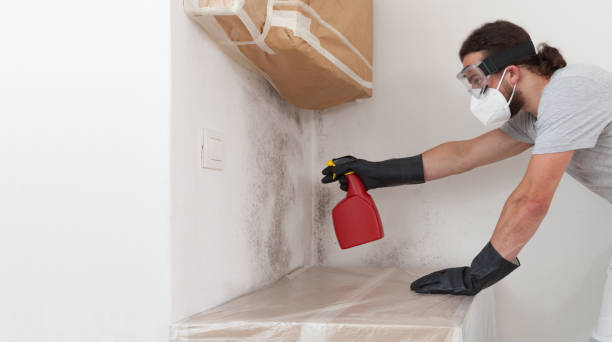 Professional Basement Mold Remediation technician working in Clearfield, PA