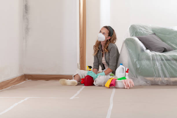 Reliable Basement Mold Remediation contractor in Clearfield, PA by WQB Mold Removal