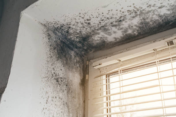 Affordable Basement Mold Remediation solutions in Clearfield, PA