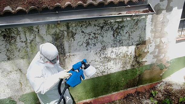 Top rated local Basement Mold Remediation specialists in Clearfield, PA
